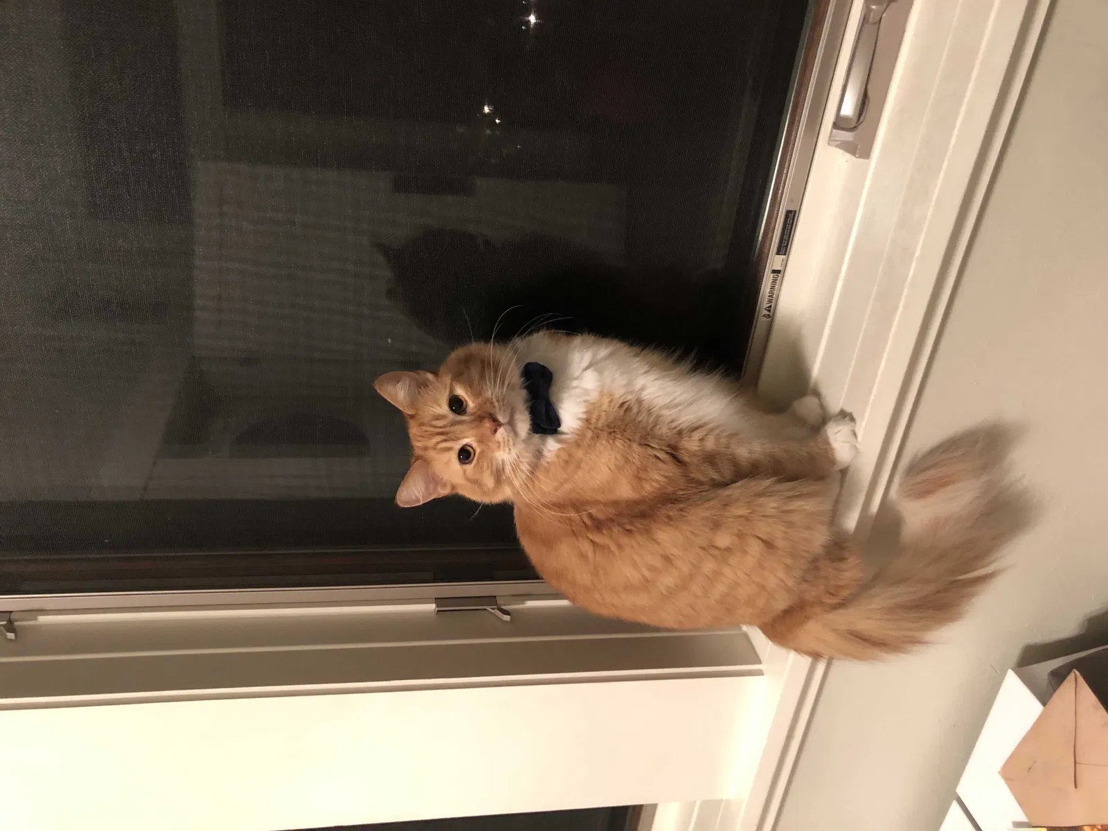 Lost cat in Portland, OR, 97206