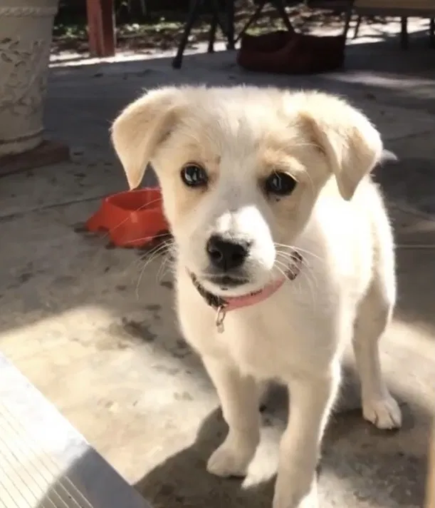 Lost dog in Rialto, CA, 92376