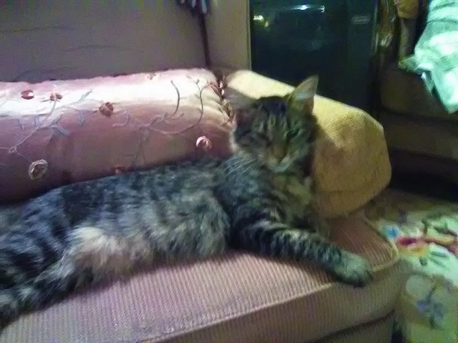 Lost cat in Lemon Grove, CA, 91945