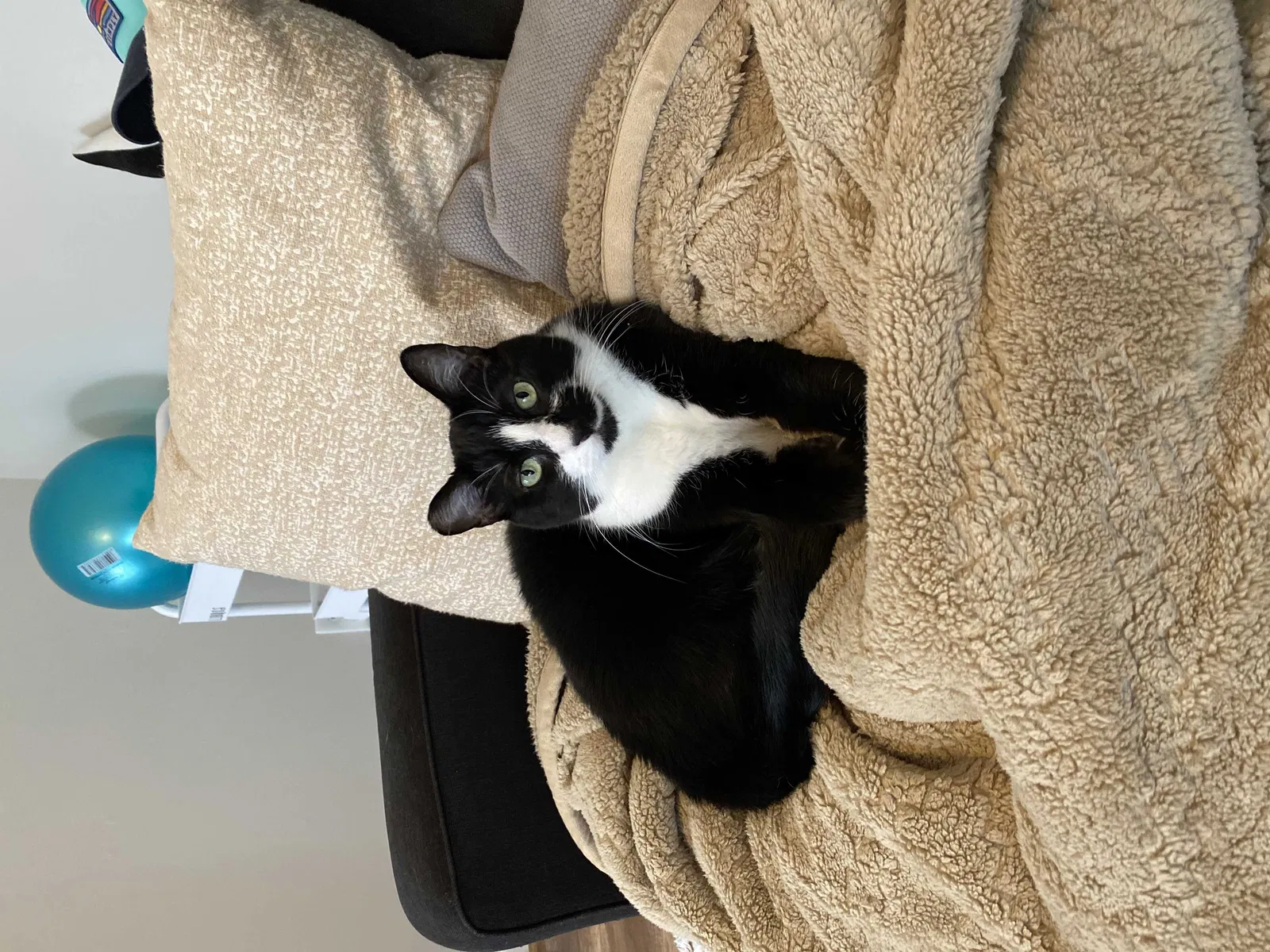 Lost cat in Newport News, VA, 23608