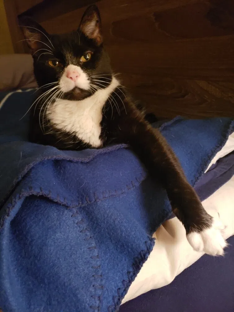Lost cat in Bakersfield, CA, 93312