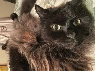Lost cat in Hillsboro, OR, 97124