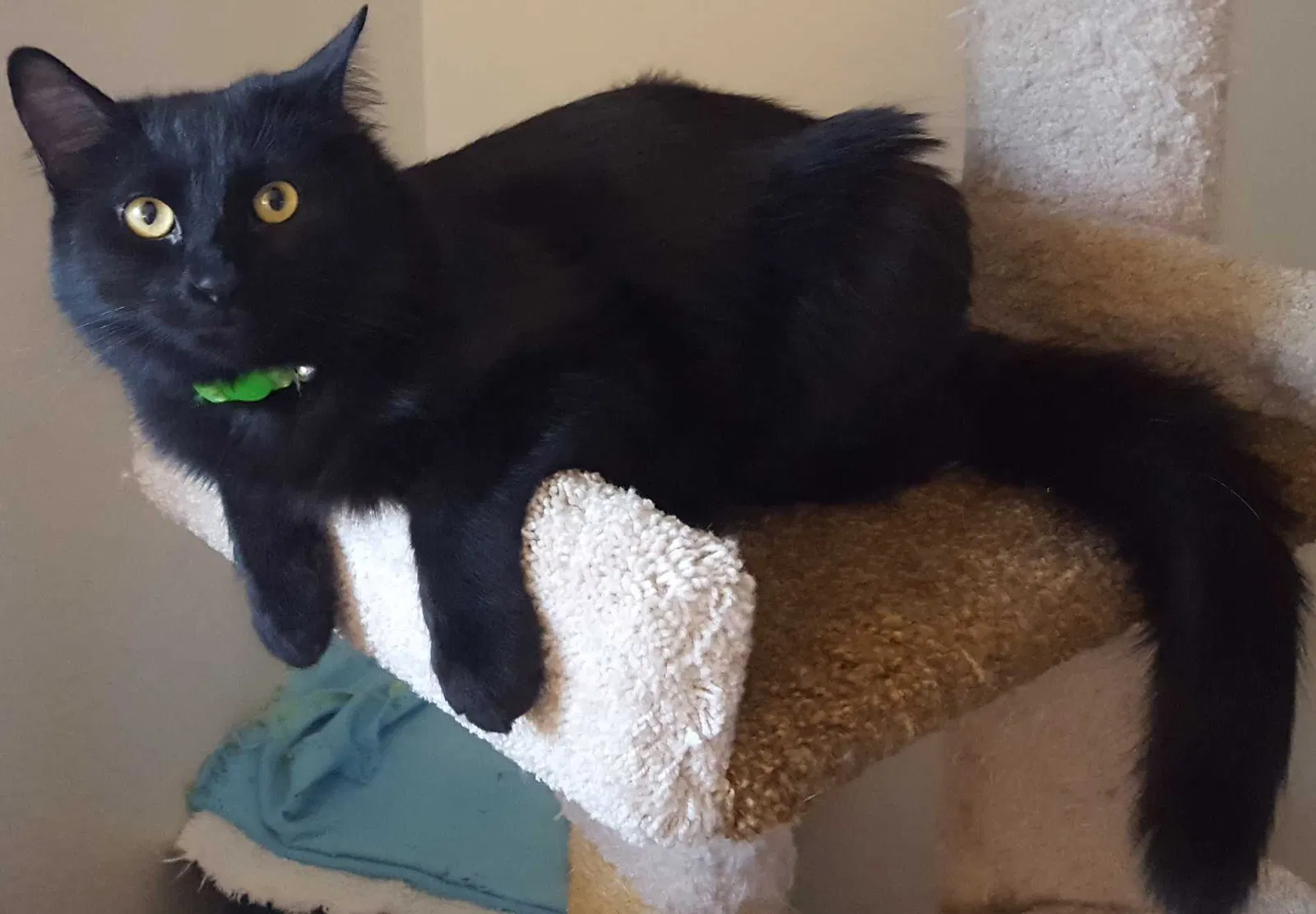Lost cat in Tempe, AZ, 85282