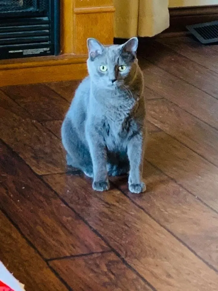 Lost cat in Tampa, FL, 33604