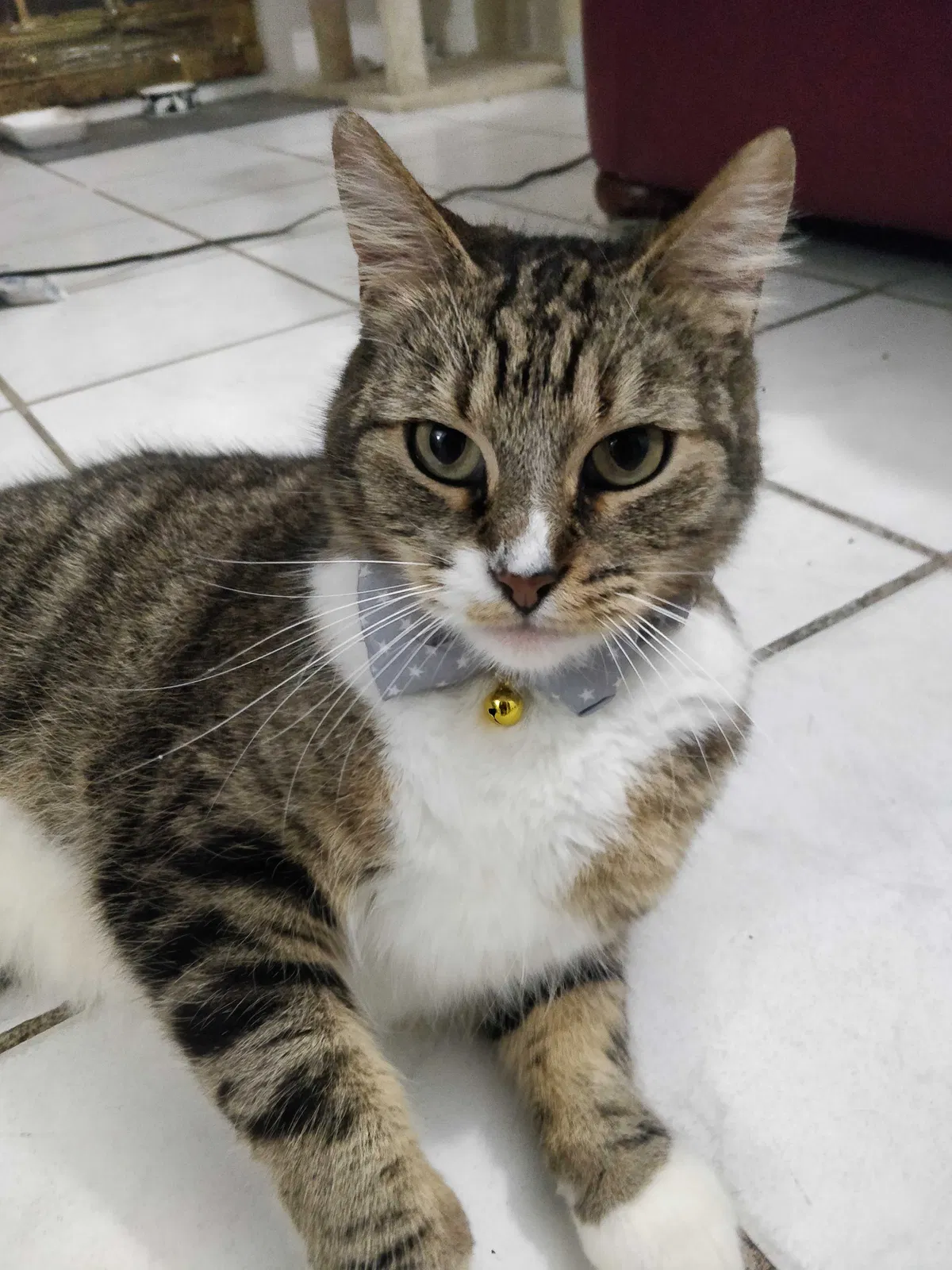 Lost cat in Carmichael, CA, 95608