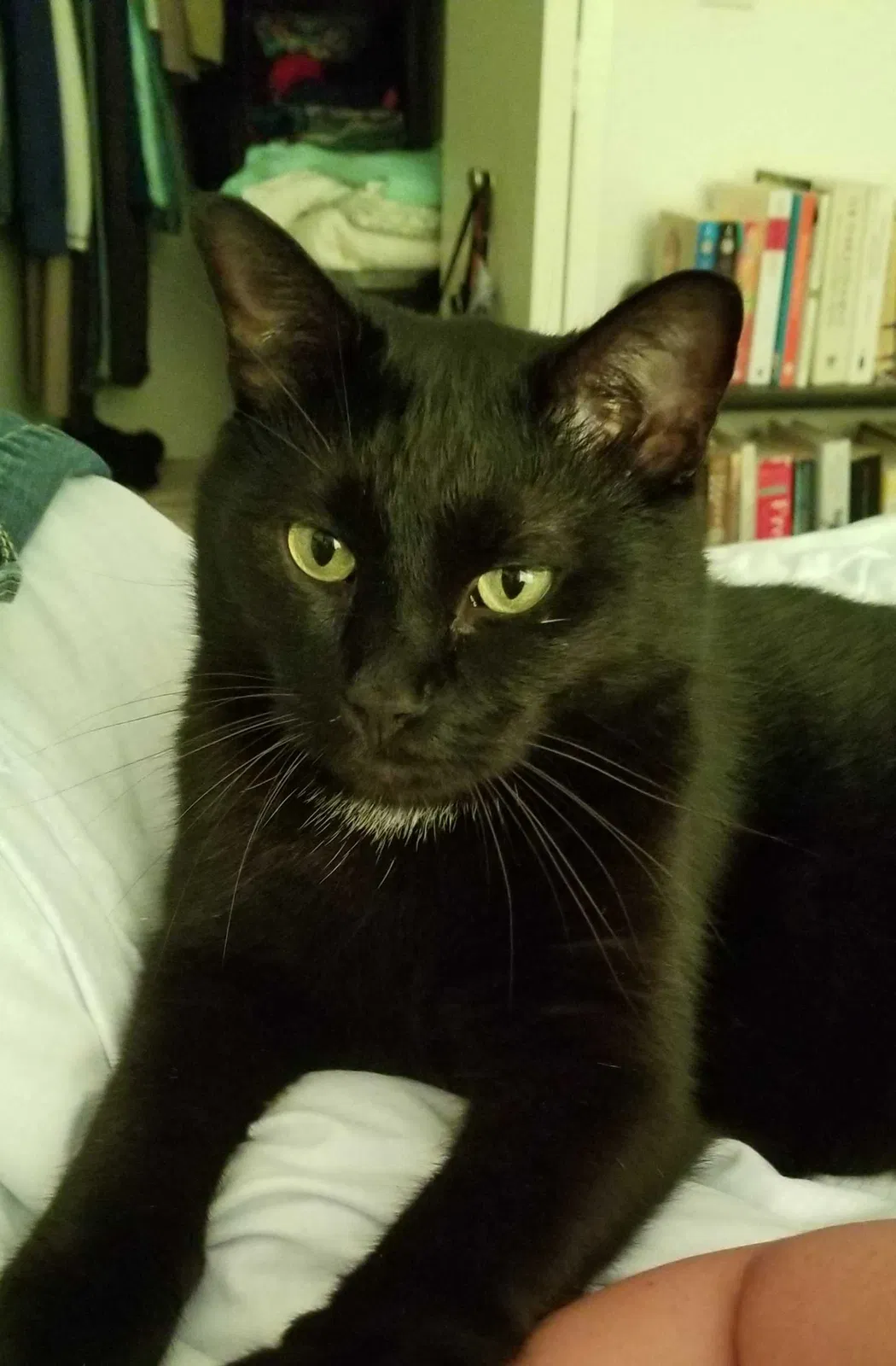 Lost cat in Lawrenceville, GA, 30043