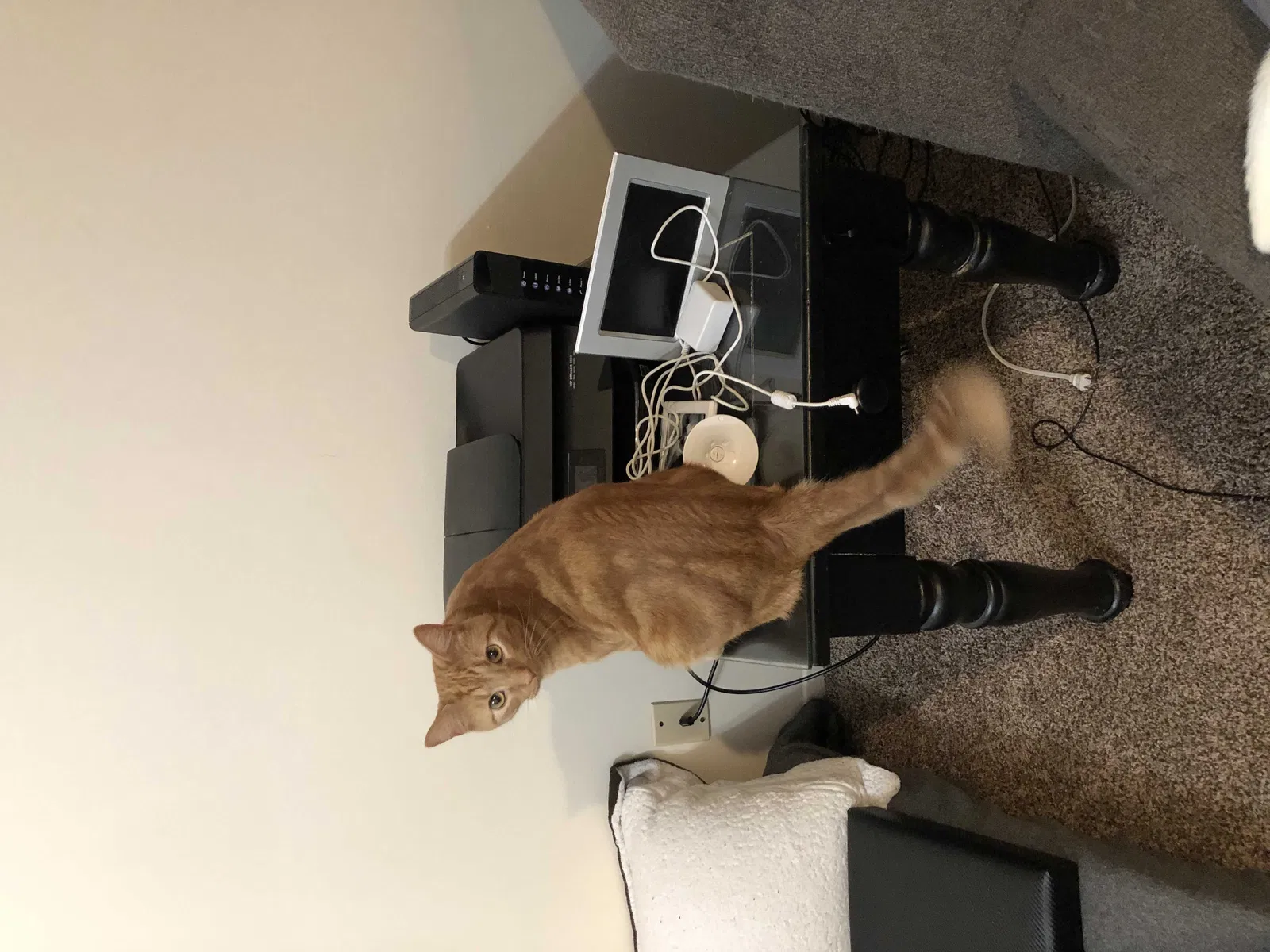 Lost cat in Lexington, KY, 40517