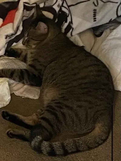 Lost cat in Columbia, SC, 29205
