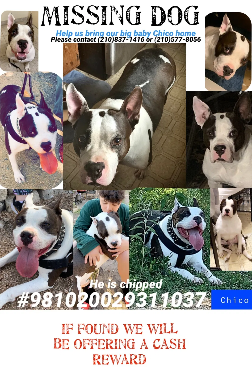 Lost dog in San Antonio, TX, 78238