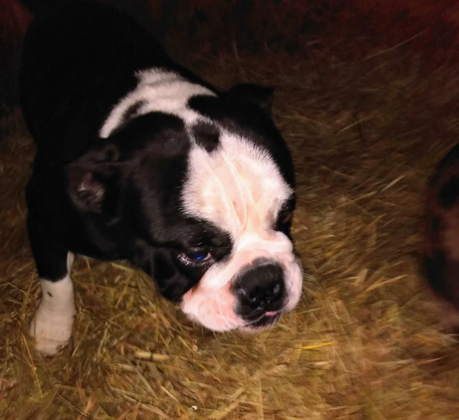 Lost dog in Lexington, KY, 40508