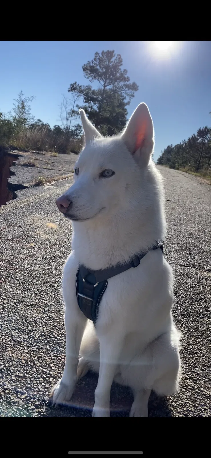 Lost dog in Hattiesburg, MS, 39402