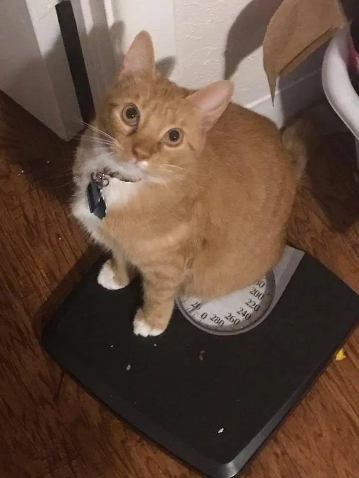 Lost cat in Corpus Christi, TX, 78415
