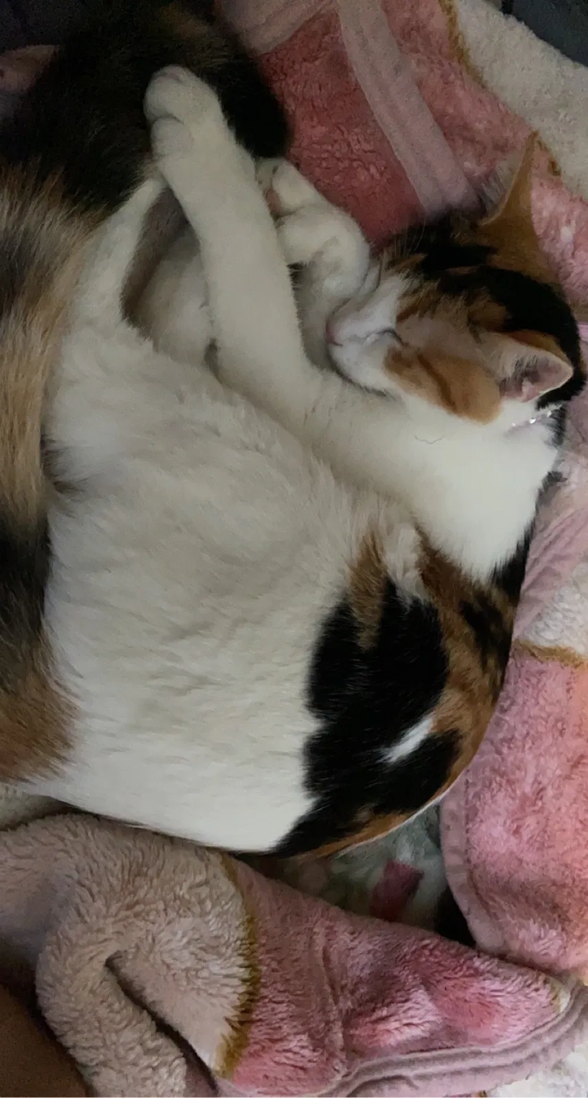 Lost cat in Los Angeles, CA, 90043