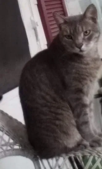 Lost cat in Greensboro, NC, 27405