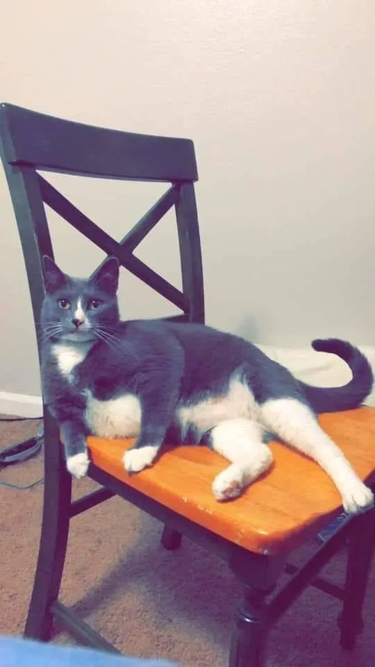 Lost cat in New Orleans, LA, 70118