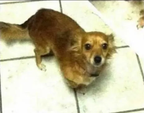 Lost dog in Mariposa, CA, 95338