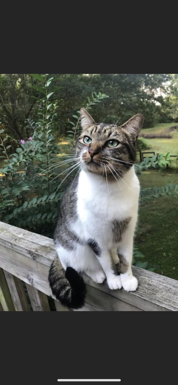 Lost cat in Buford, GA, 30519