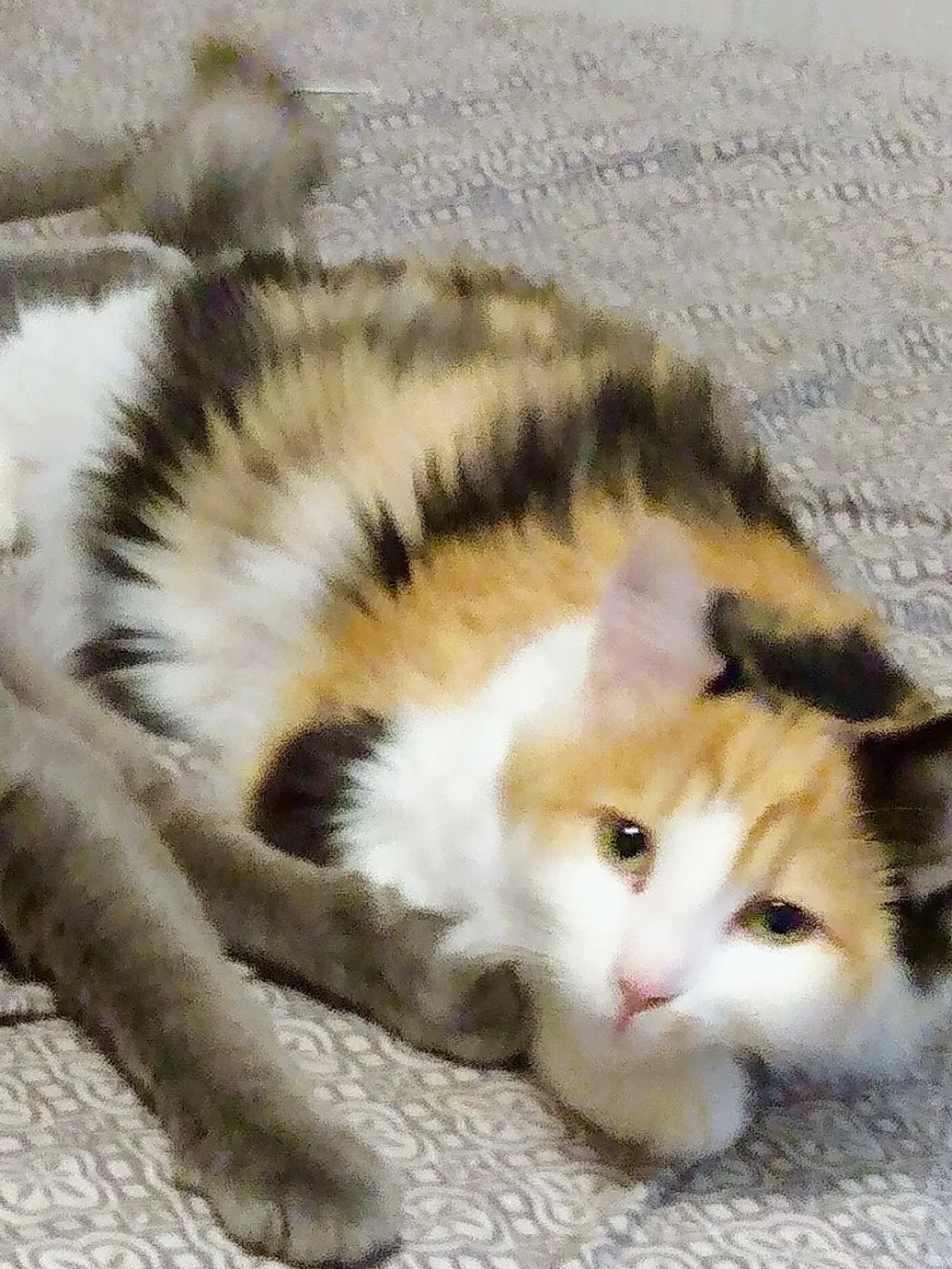 Lost cat in Boones Mill, VA, 24065