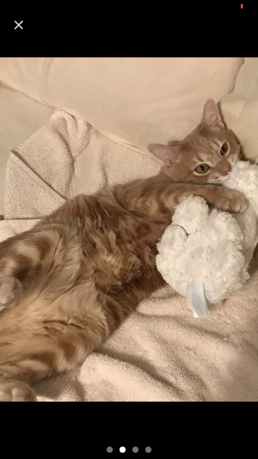 Lost cat in Costa Mesa, CA, 92627