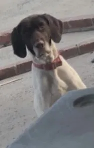 Lost dog in Fontana, CA, 92335