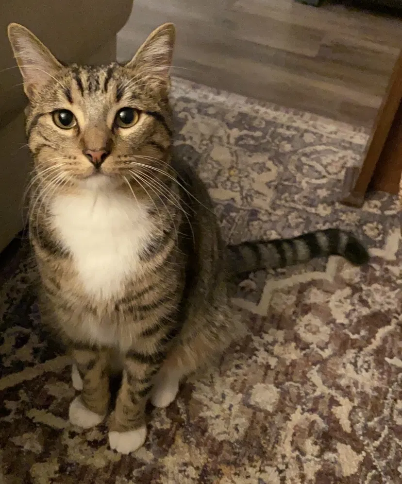Lost cat in El Paso, TX, 79934