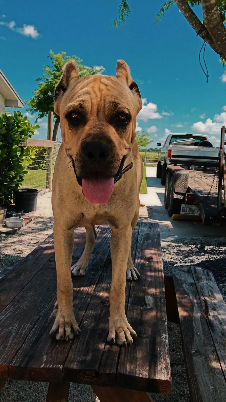 Lost dog in Miami, FL, 33187