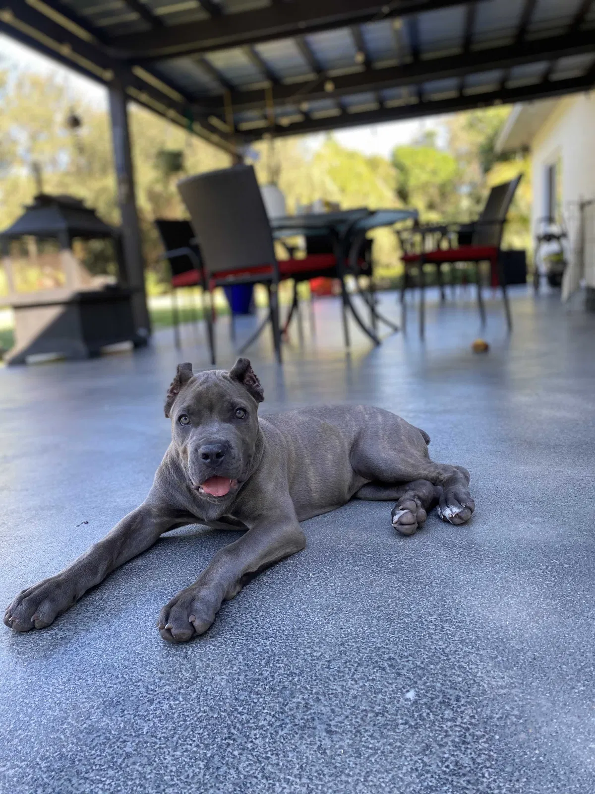 Lost dog in Miami, FL, 33187