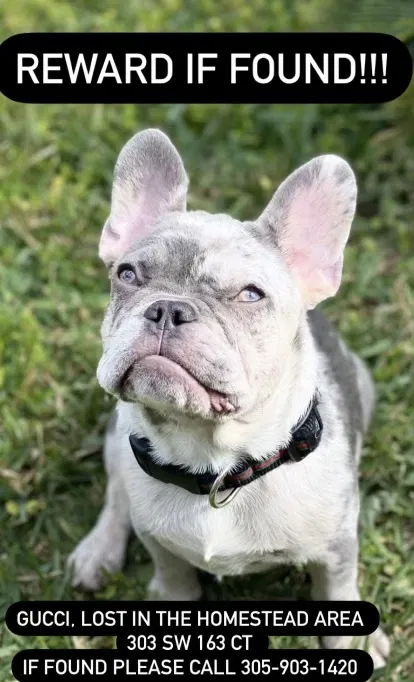 Lost dog in Homestead, FL, 33033