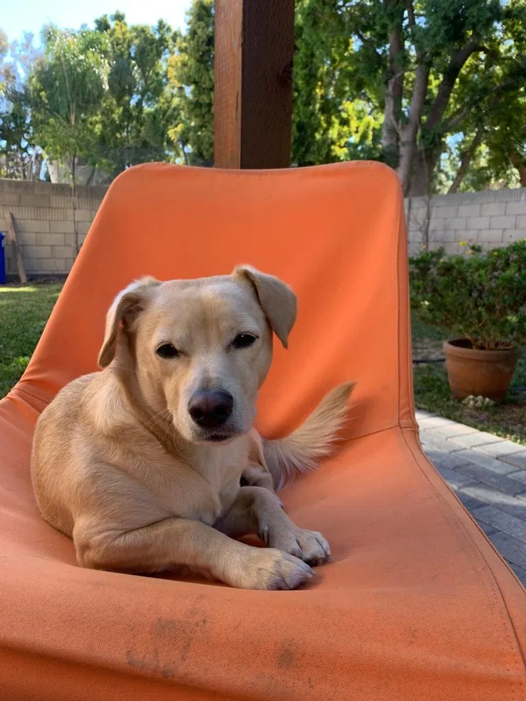 Lost dog in Irvine, CA, 92606