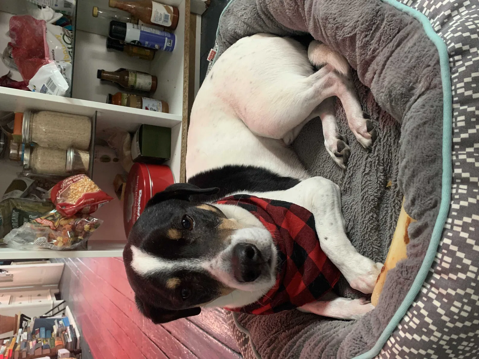 Lost dog in New Orleans, LA, 70119