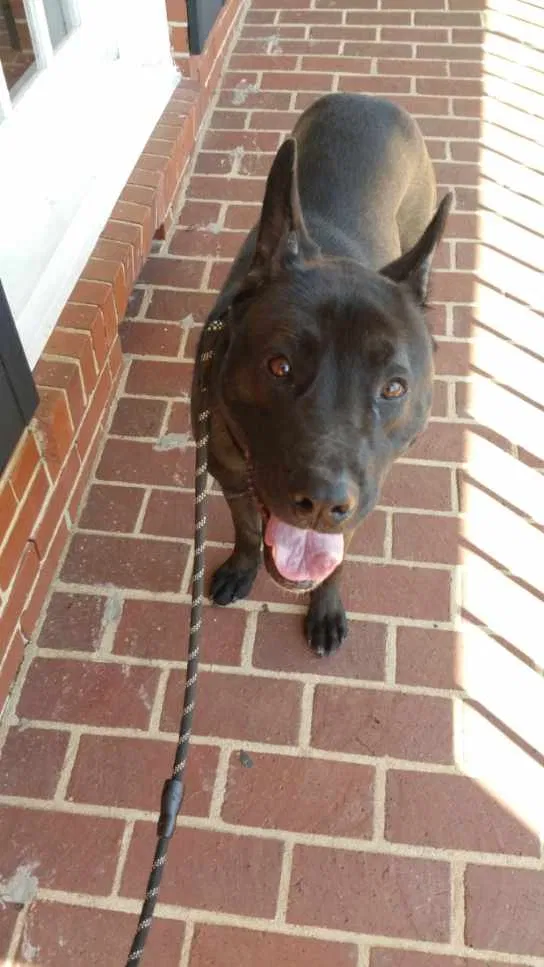 Lost dog in Harrisburg, NC, 28075