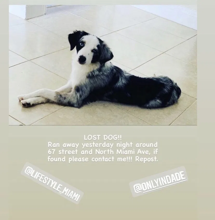 Lost dog in Miami, FL, 33138