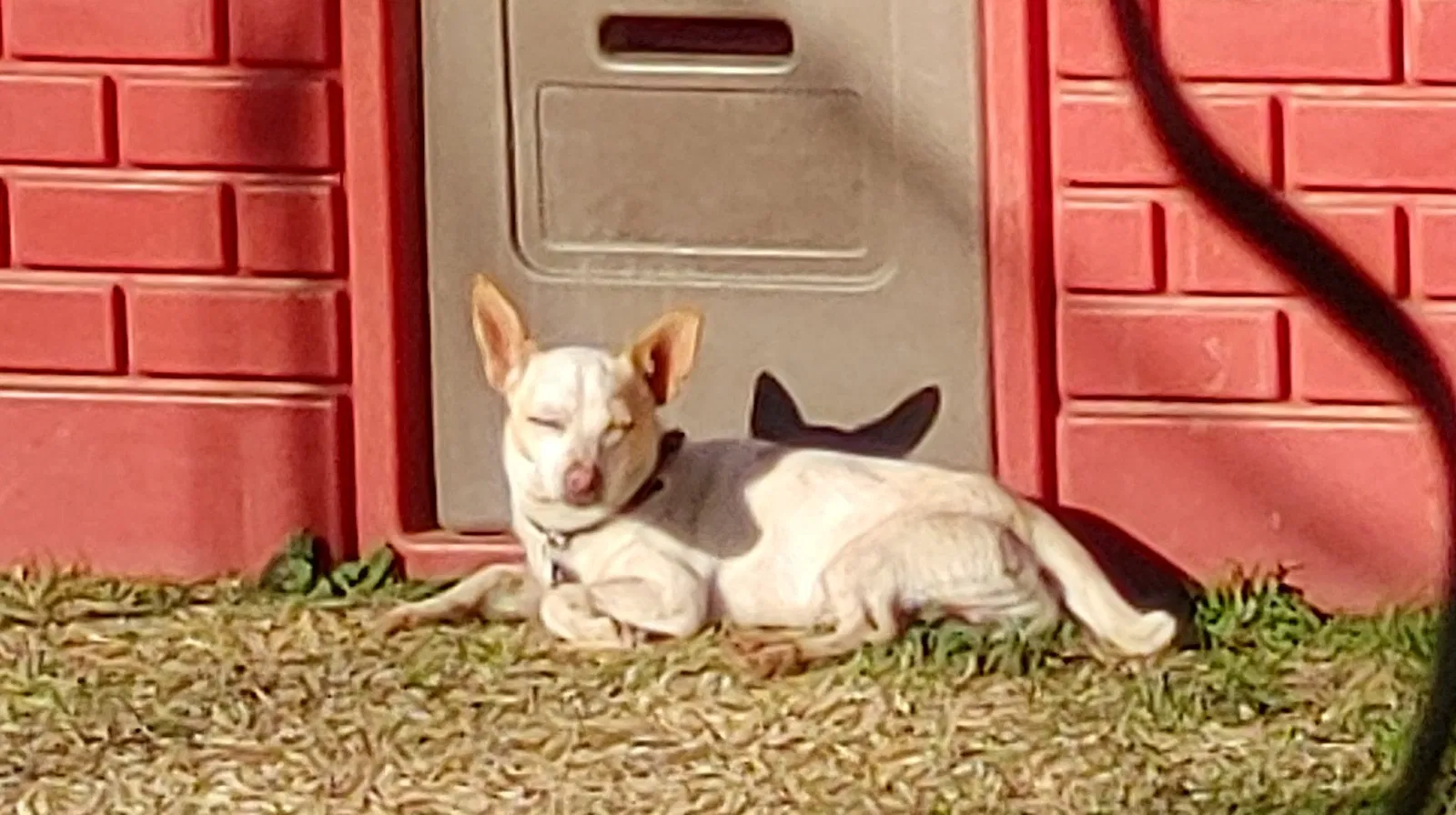 Lost dog in Riverside, CA, 92501