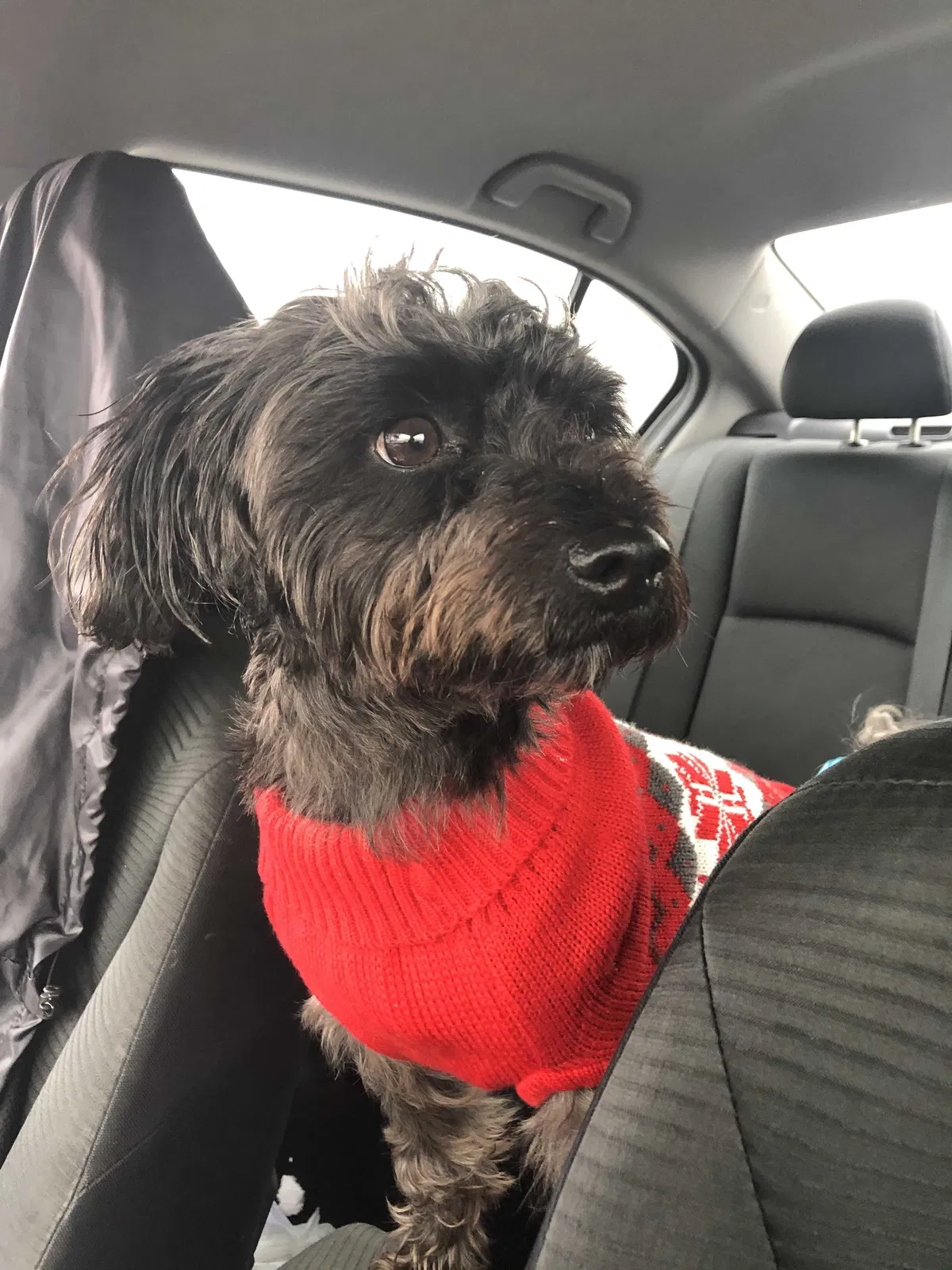Lost dog in Chesapeake, VA, 23325