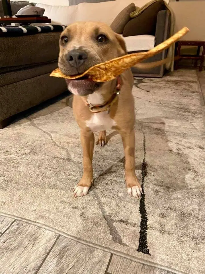 Lost dog in Mesa, AZ, 85205