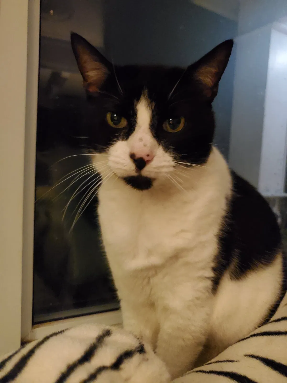 Lost cat in Charlotte, NC, 28205