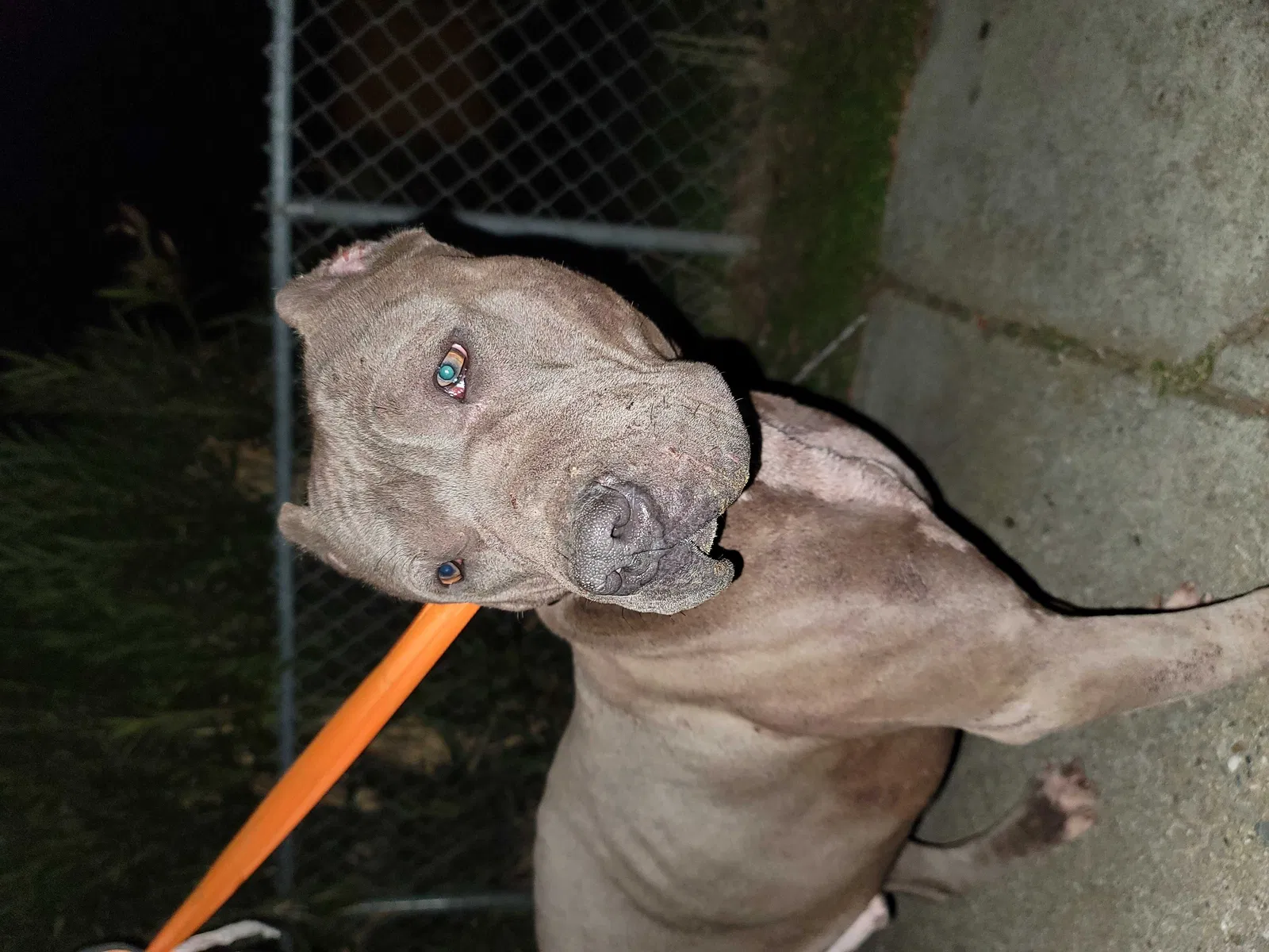 Found dog in Pittsburg, CA, 94565