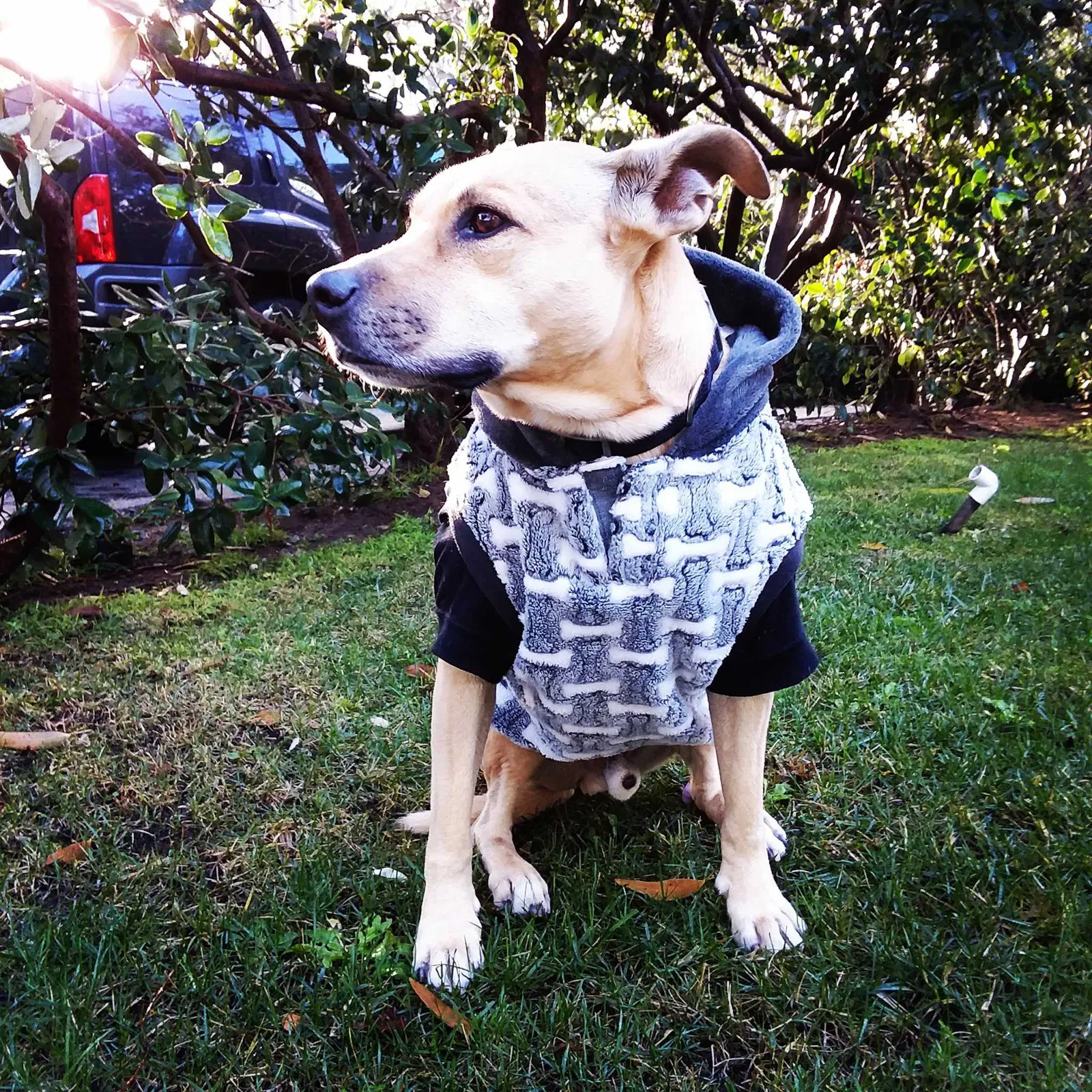 Lost dog in Los Angeles, CA, 90021