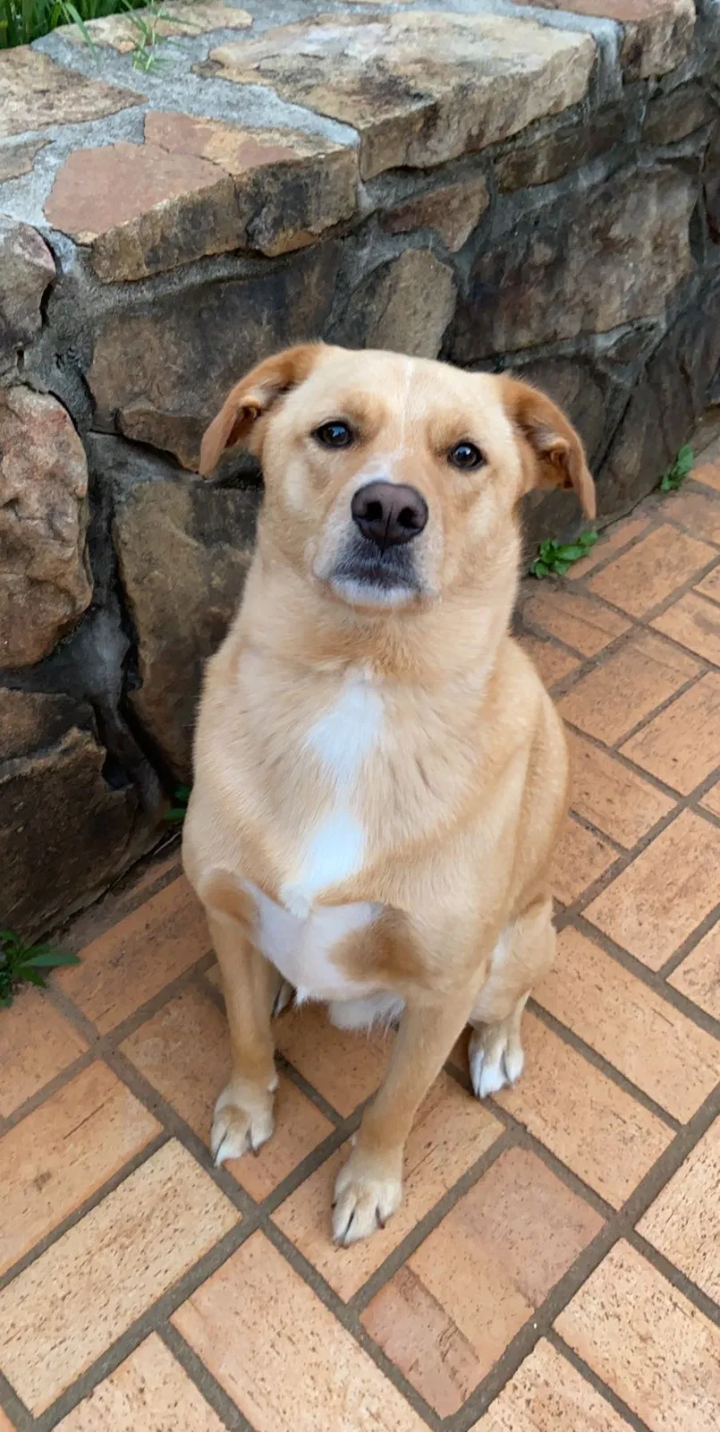 Lost dog in Enterprise, AL, 36330