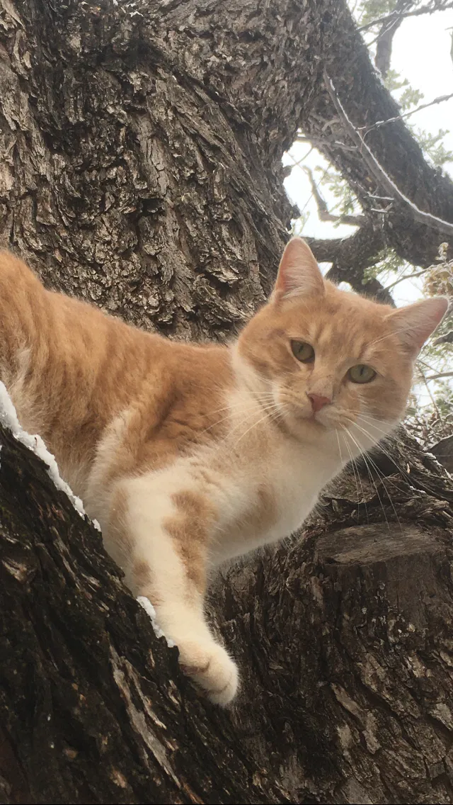 Lost cat in Abilene, TX, 79603