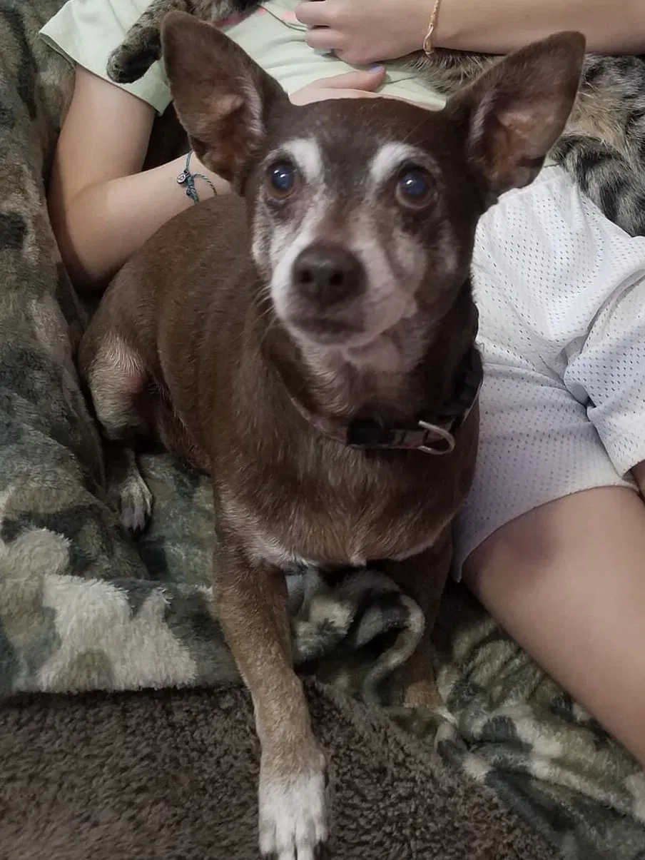 Lost dog in Austin, TX, 78734