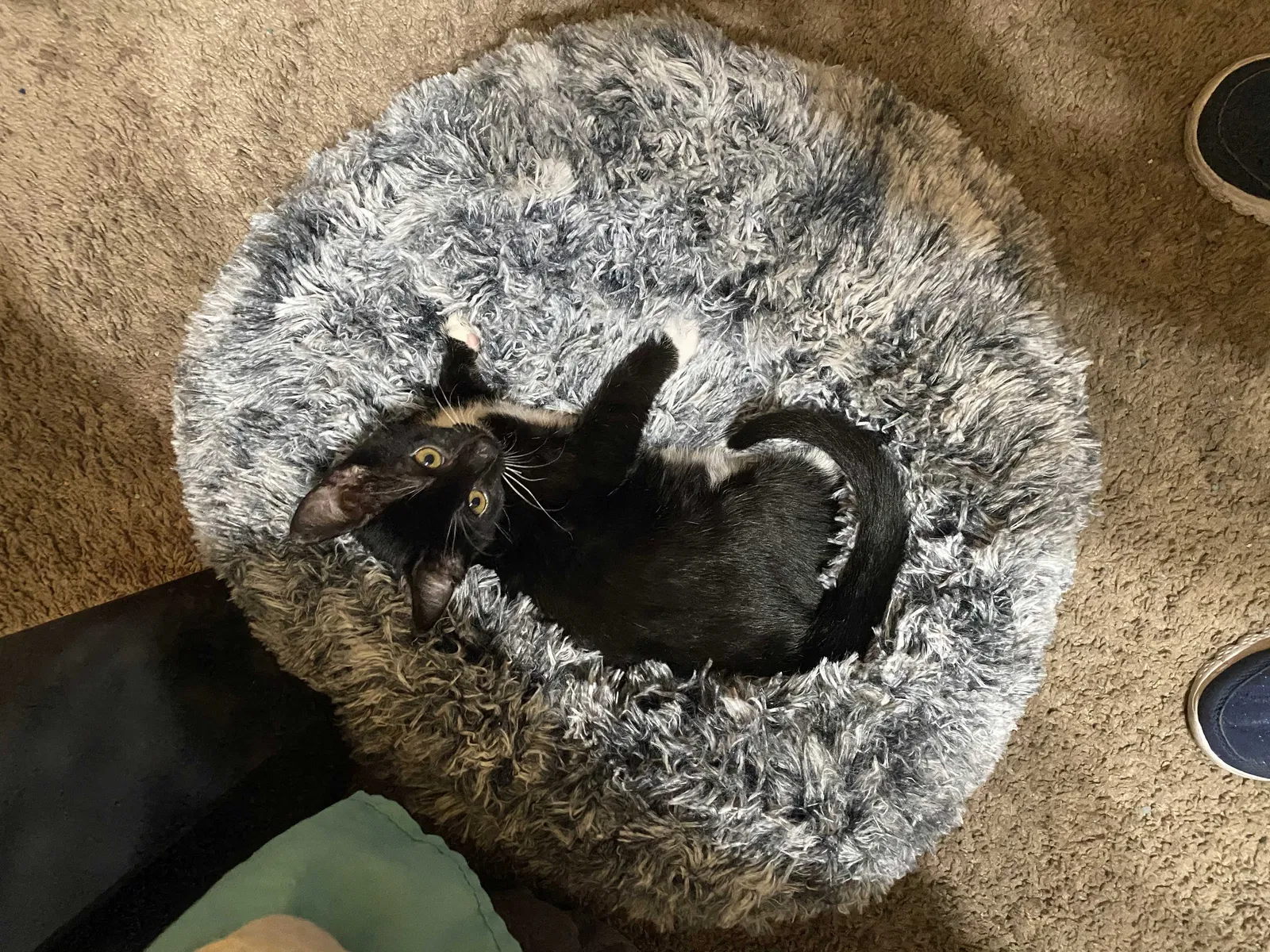 Lost cat in Mesa, AZ, 85203