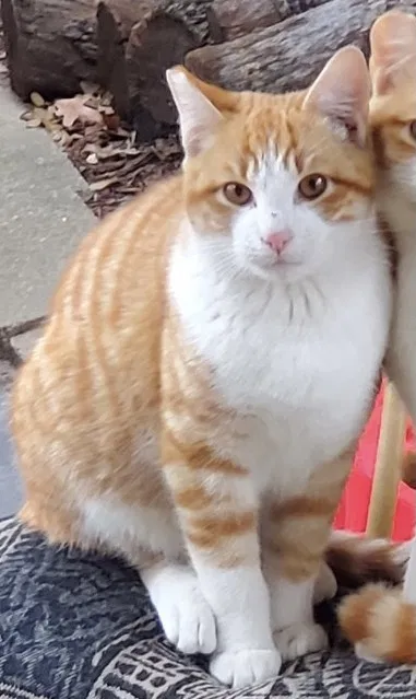 Lost cat in Bryan, TX, 77802
