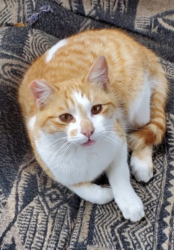 Lost cat in Bryan, TX, 77802
