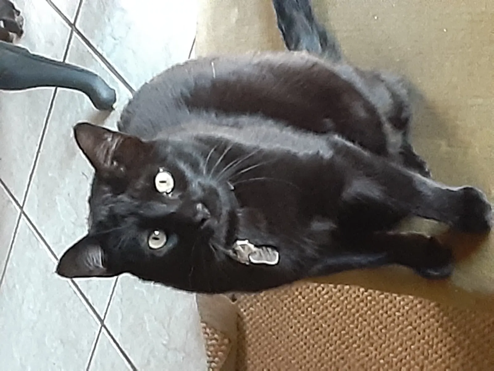 Lost cat in Austin, TX, 78744