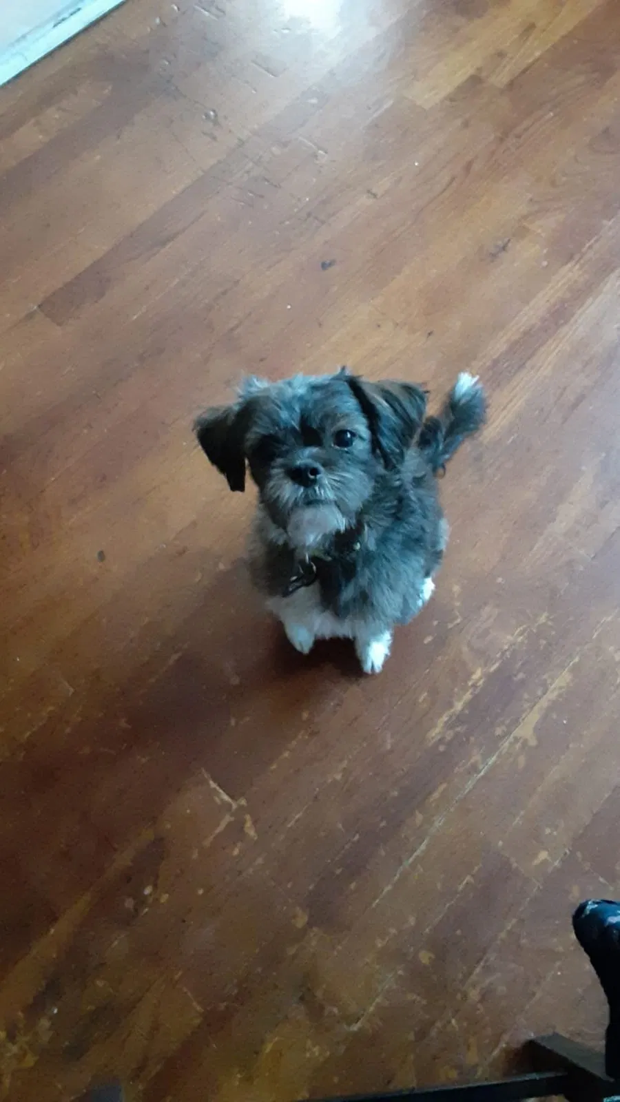 Lost dog in East Orange, NJ, 7018