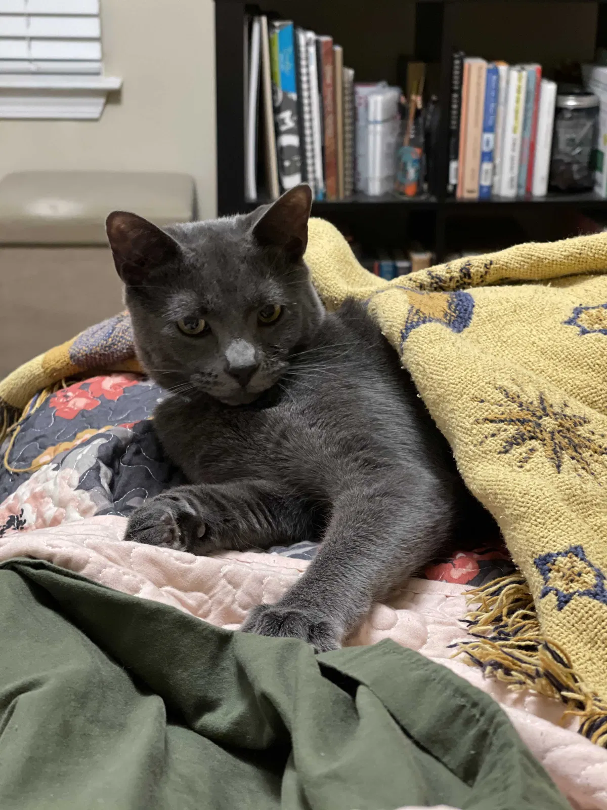 Lost cat in Duncan, SC, 29334