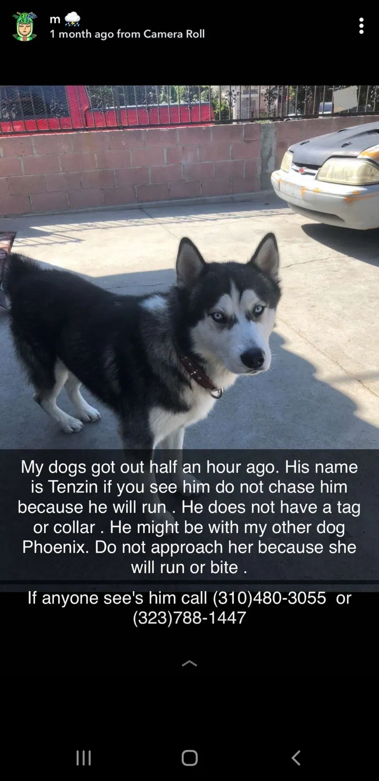 Lost dog in Los Angeles, CA, 90011