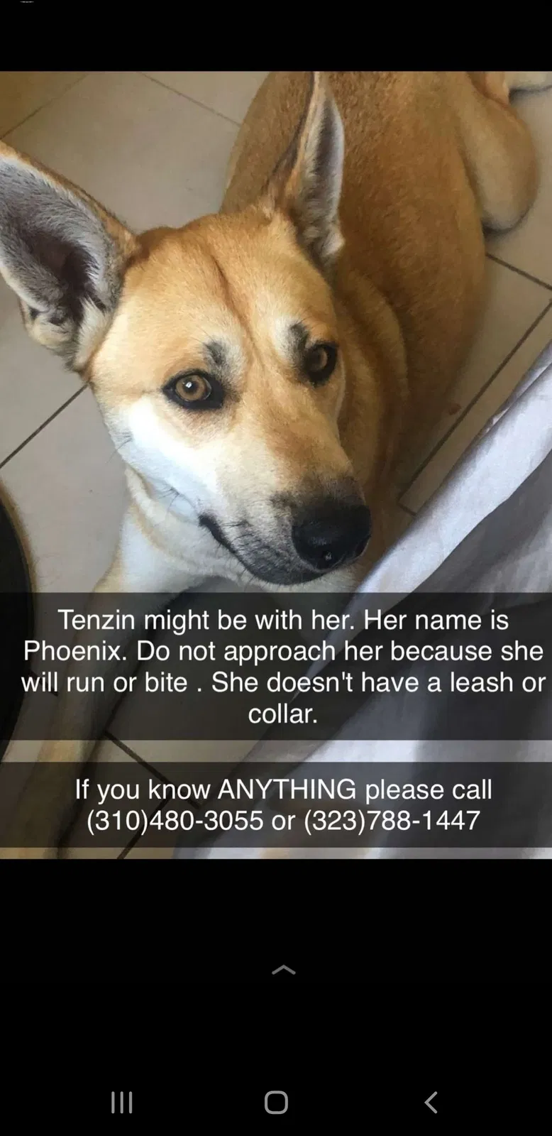 Lost dog in Los Angeles, CA, 90011