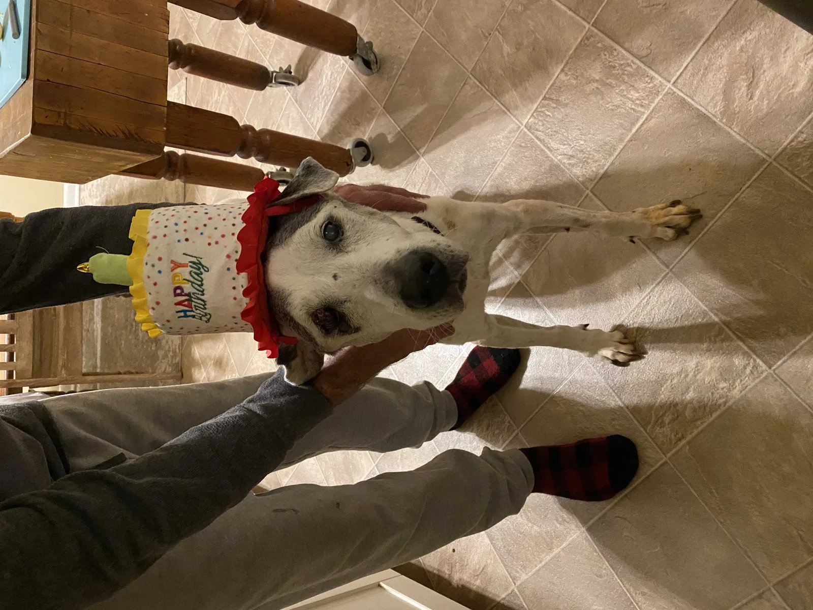 Lost dog in Atlanta, GA, 30316